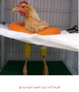 عملية جراحية لفرخه 