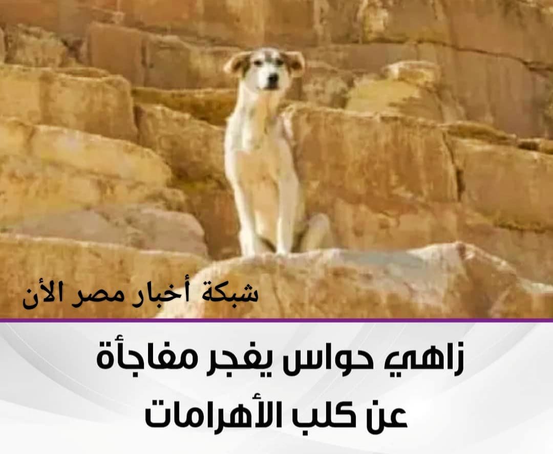 كلب الأهرامات