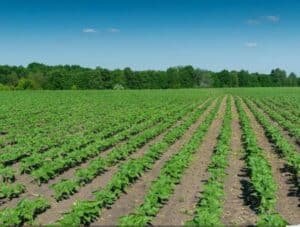 محافظة المنيا