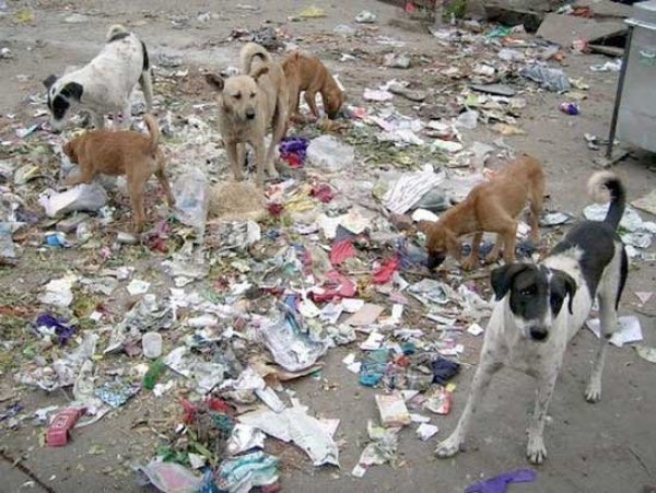 الخصوص في قفص الإهمال: قمامة تُغرق الشوارع و زحمة تُخنق الأنفاس ومستشفى «وهمي» ينتظره 5 ملايين مواطن!